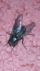 Protophormia terraenovae