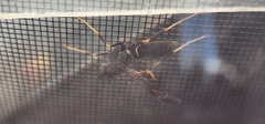 Polistes parametricus