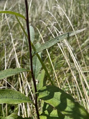 Silphium asteriscus trifoliatum