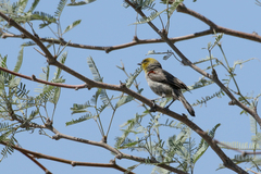 Auriparus flaviceps