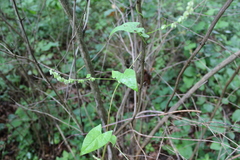 Fallopia