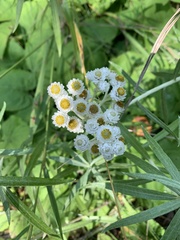 Anaphalis margaritacea