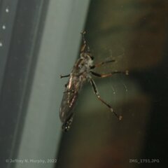 Neomochtherus willistoni