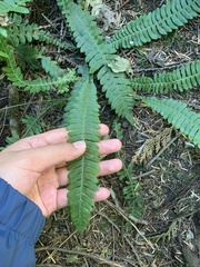 Struthiopteris spicant