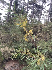 Acacia retinodes