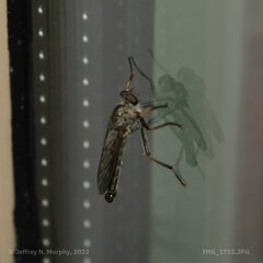 Neomochtherus willistoni