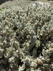 Atriplex leucophylla