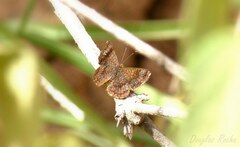 Calephelis braziliensis