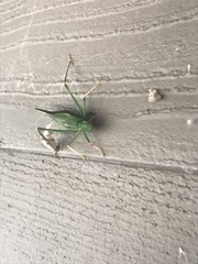 Microcentrum californicum