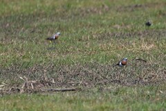 Charadrius modestus