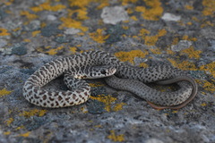 Coluber constrictor mormon