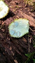 Symplocarpus foetidus