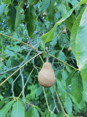Aesculus