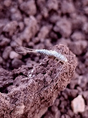 Lepismatidae