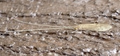 Oecetis