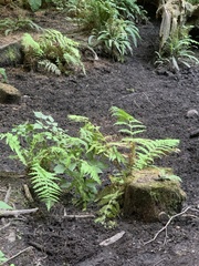 Athyrium