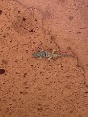 Petrosaurus thalassinus