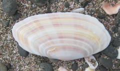 Gari convexa