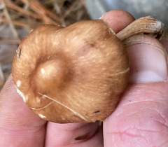 Agaricaceae