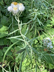 Anaphalis margaritacea