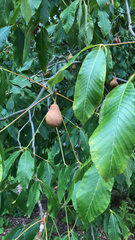 Aesculus