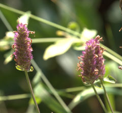 Agastache urticifolia