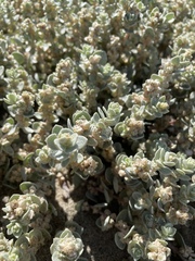 Atriplex leucophylla