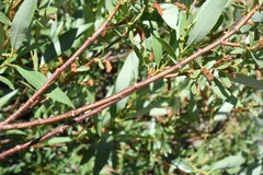 Salix lasiandra
