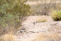 Geococcyx californianus