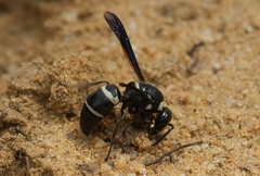 Euodynerus megaera