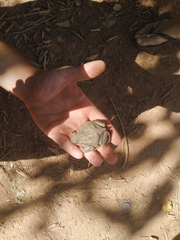 Bufo spinosus