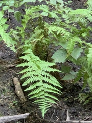 Athyrium