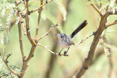 Polioptila melanura