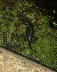 Lithobates catesbeianus
