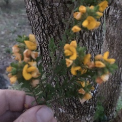Bossiaea