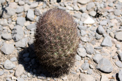 Echinomastus durangensis