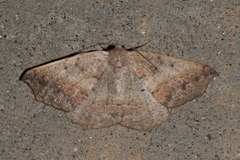 Prochoerodes forficaria