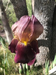 Iris
