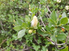 Salix commutata