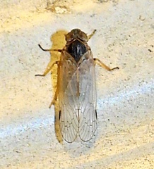 Melanoliarus