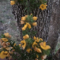 Bossiaea