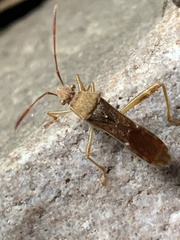 Heteroptera