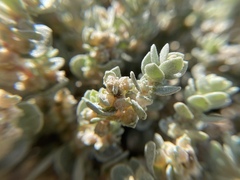 Atriplex leucophylla