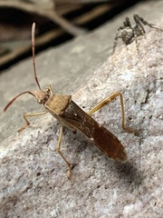 Heteroptera