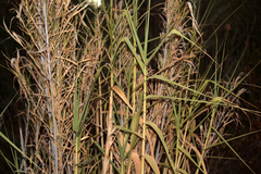 Arundo donax