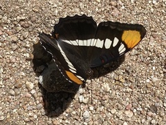 Adelpha eulalia