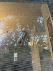 Gloveria arizonensis