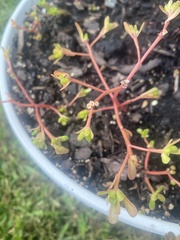 Portulaca