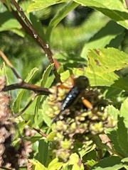 Pimpla pedalis