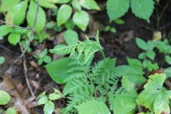 Sceptridium dissectum dissectum